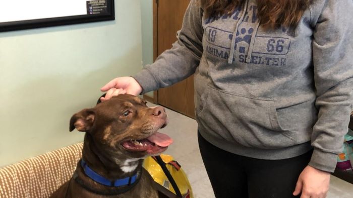 From Paws to Planes: Making Pet Air Travel a Breeze